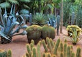 Cacti in botanical garden Jardin Majorelle in Marrakesh, Morocco