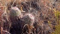 Cacti, Brady`s pincushion cactus Pediocactus bradyi. New Mexico