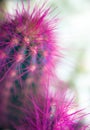 Cacti bright pink needles up close. Desert potted plants vertical photography.