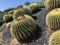 Beautiful cacti / cactus in Southern California