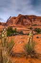 Cacti in the Canyon