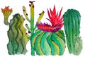 Cacti collection with flowers, branches and other succulents