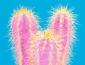 Cacti colorful fashionable mood. Trendy tropical Neon Cactus plant on blue Color background. Fashion Minimal Art Concept.