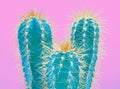 Cacti colorful fashionable mood. Trendy tropical Neon Cactus plant on Pink Color background. Fashion Minimal Art Concept.