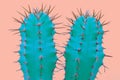 Cacti colorful fashionable mood. Trendy tropical Neon Cactus plant on Pink Color background. Fashion Minimal Art Concept.