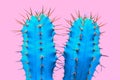 Cacti colorful fashionable mood.