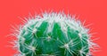 Trendy tropical Neon Cactus plant on red Color background. Fashion Minimal Art Concept. Creative