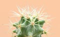 Cacti colorful fashionable mood. Trendy tropical Neon Cactus plant on yellow Color background.
