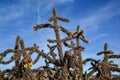 Cacti Cylindropuntia versicolor Prickly cylindropuntia with yellow fruits with seeds. New Mexico, USA