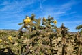 Cacti Cylindropuntia versicolor Prickly cylindropuntia with yellow fruits with seeds. New Mexico, USA