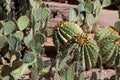 Cacti in Desert Botanical Garden Phoenix