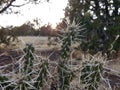 Cacti desert morning