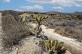 Cacti in the desert of Spain Royalty Free Stock Photo