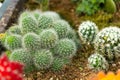 Cacti of different shapes and breeds on the cactus farm. Plants for home and yard decor Royalty Free Stock Photo