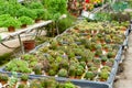 Cacti of different shapes and breeds on the cactus farm. Plants for home and yard decor Royalty Free Stock Photo