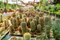 Cacti of different shapes and breeds on the cactus farm. Plants for home and yard decor Royalty Free Stock Photo