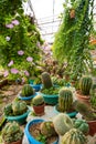 Cacti of different shapes and breeds on the cactus farm. Plants for home and yard decor Royalty Free Stock Photo