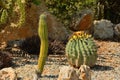 Cacti of different shapes close-up Royalty Free Stock Photo