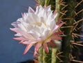 Cacti flower in bloom