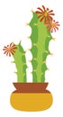 Cacti flower in pot. Green pair of cactus blooming