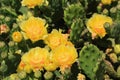 Succulent cacti with yellow blossoms close up Royalty Free Stock Photo