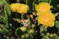 Succulent cacti with yellow blossoms close up Royalty Free Stock Photo