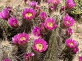 Cacti Flowers at Usery Pass