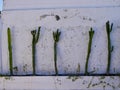 Cacti in front of white wall in the Medina of Marrakech. Oriental gardening and decoration. Morocco.