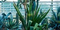 Cacti in a greenhouse of different sizes and types green with fluff with large needles Royalty Free Stock Photo