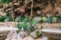 Cacti  growing at the foot path to the Chapultepec Castle and fountain with a statue of eagle eating snake.  Located on top of Royalty Free Stock Photo