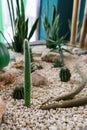 Cacti growing in rocks. landscaping in a small garden.