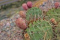 Cacti growing at Royal Gorge Colorado Royalty Free Stock Photo