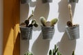 Cacti growing in small hanging metal pots