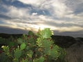 Cacti grown by the sea