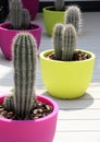 Cacti are grown on sunny terraces