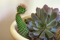 Cacti, hobby concept. Sempervivum, Echinopsis spachiana