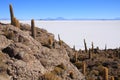 Cacti on the Isla del Pescado