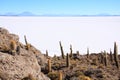 Cacti on the Isla del Pescado