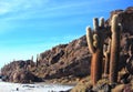 The cacti on the Isla Incahuasi