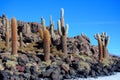 The cacti on the Isla Incahuasi