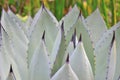 Cacti at Krohn Royalty Free Stock Photo