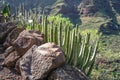 cacti in the landscape of la gomera Royalty Free Stock Photo