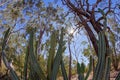 Cacti Landscape With Sun Flare Fisheye Lens