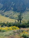 Cacti Landscape of the Superstition Wilderness of the Tonto National Forest in Arizona vertical