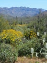 Cacti Landscape of the Tonto National Forest in Arizona vertical