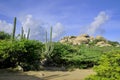 Cacti landscape view in Aruba