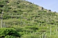 Cacti landscape