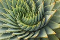 Cacti leaves spiral Royalty Free Stock Photo