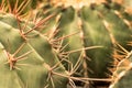 These Cacti mean business