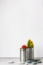 Cacti in metal cans and stones on grey cement floor on the empty white background